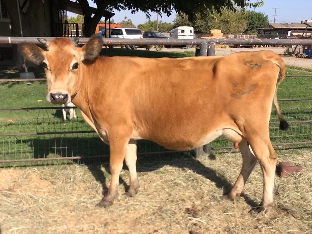What Is Jersey Cattle Characteristics And Dairy Advantages
